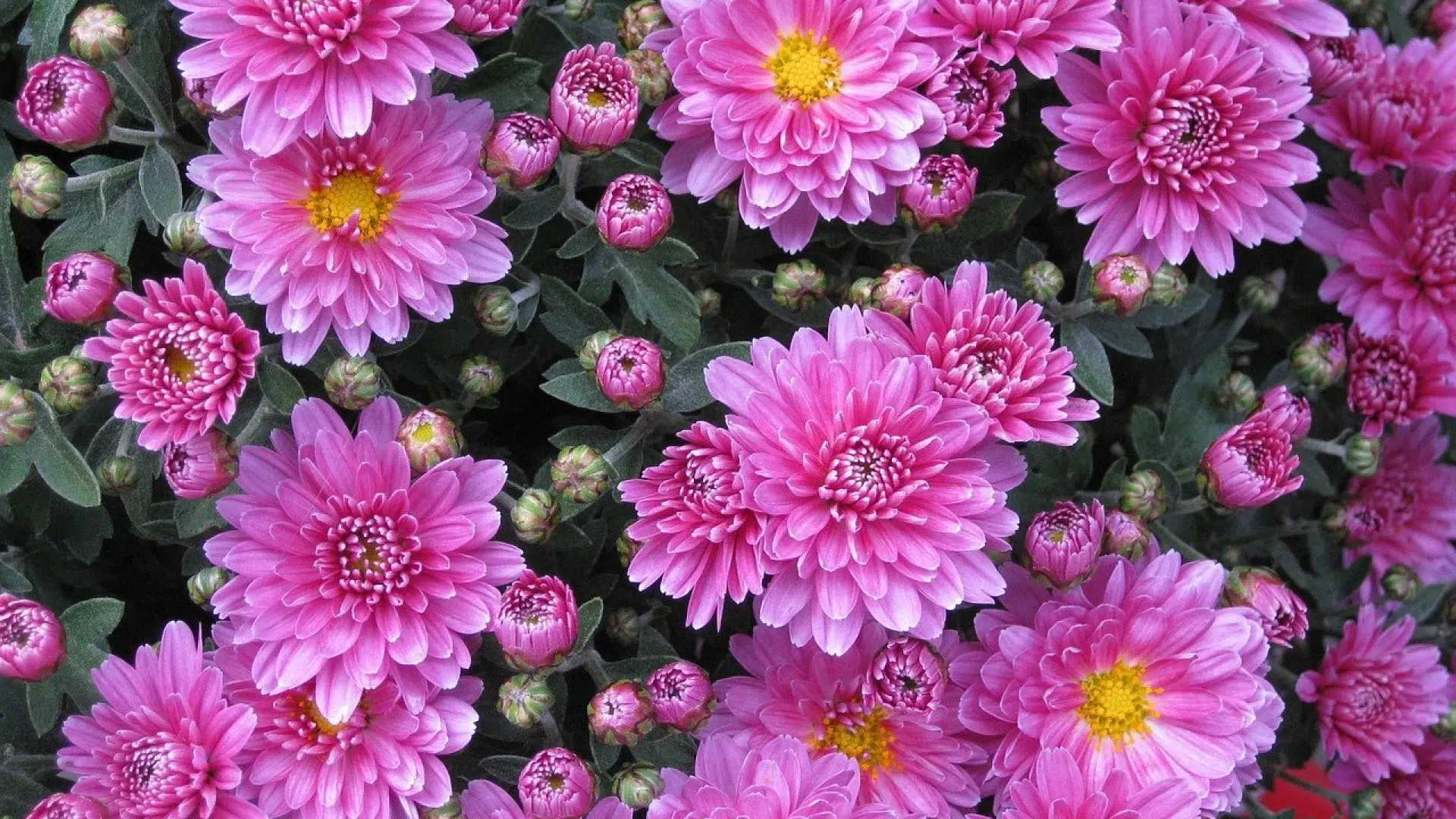Quel type de gerbe de fleurs acheter pour un décès via Internet ?